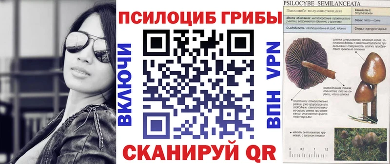 Купить где  Грайворон  Псилоцибиновые грибы Cubensis 